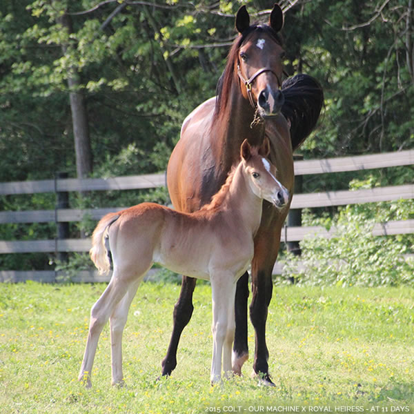 2015 Colt - Our Machine x Royal Heiress - Cre Run Farm
