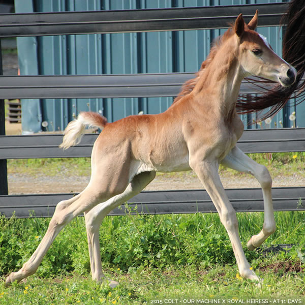 2015 Colt - Our Machine x Royal Heiress - Cre Run Farm