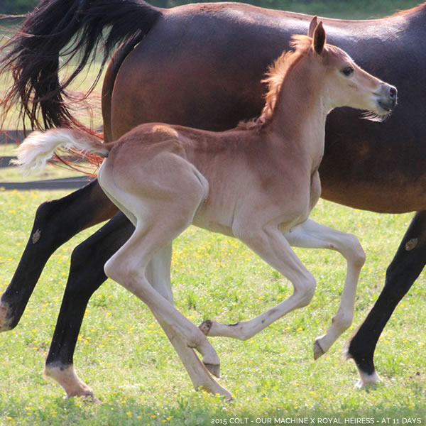 2015 Colt - Our Machine x Royal Heiress - Cre Run Farm