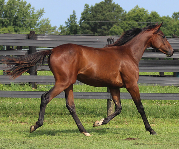 ROYAL MOONLIGHT 2015 Filly - Thoroughbred x Royal Athene