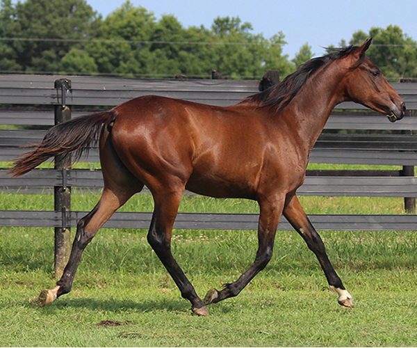 ROYAL MOONLIGHT 2015 Filly - Thoroughbred x Royal Athene