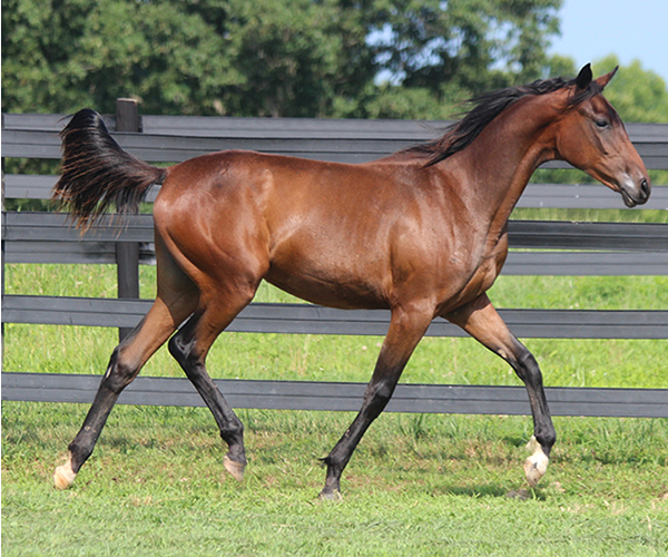 ROYAL MOONLIGHT 2015 Filly - Thoroughbred x Royal Athene