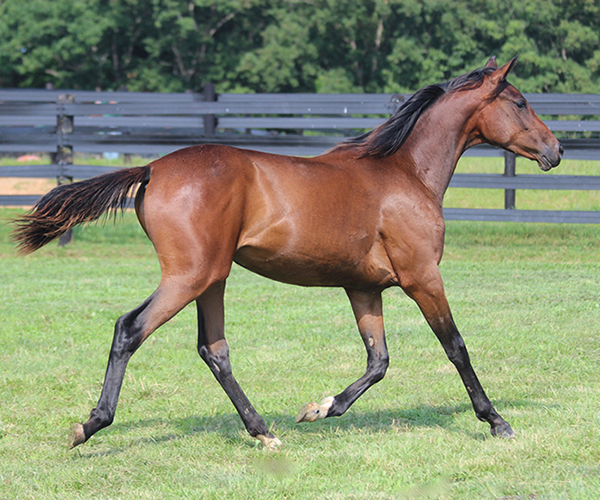 ROYAL MOONLIGHT 2015 Filly - Thoroughbred x Royal Athene