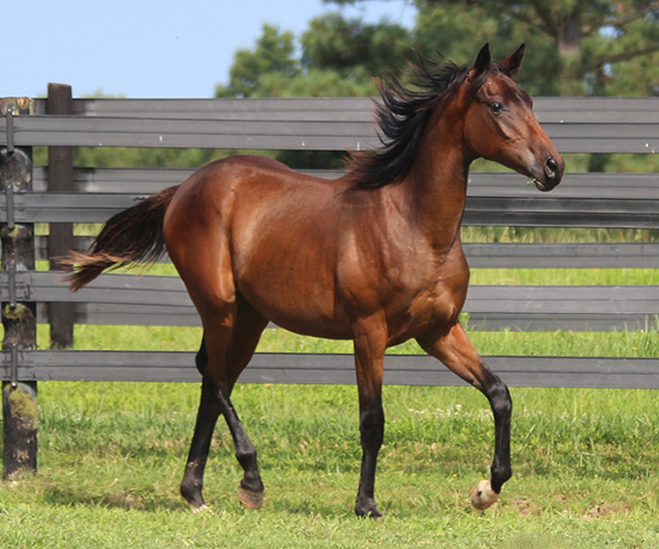 ROYAL MOONLIGHT 2015 Filly - Thoroughbred x Royal Athene