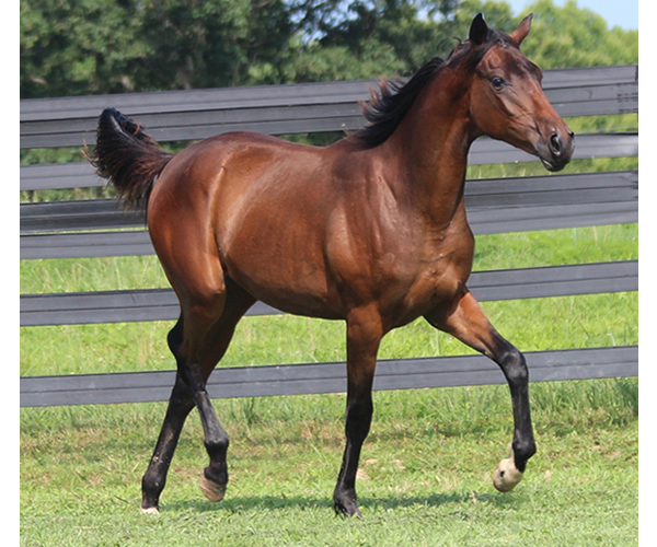 ROYAL MOONLIGHT 2015 Filly - Thoroughbred x Royal Athene