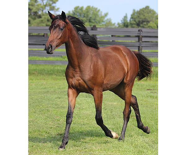 ROYAL MOONLIGHT 2015 Filly - Thoroughbred x Royal Athene
