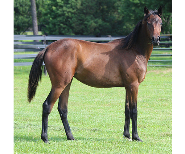 ROYAL MOONLIGHT 2015 Filly - Thoroughbred x Royal Athene