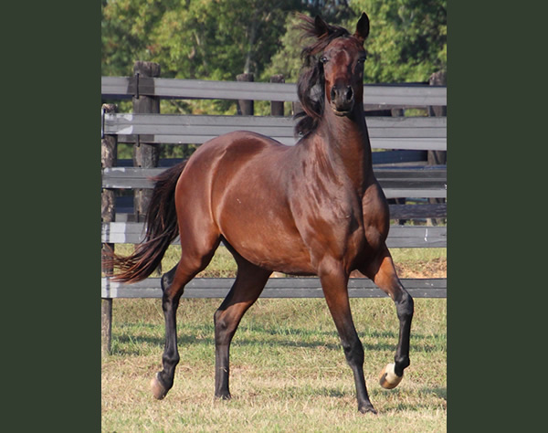 Thoroughbred x Royal Athene