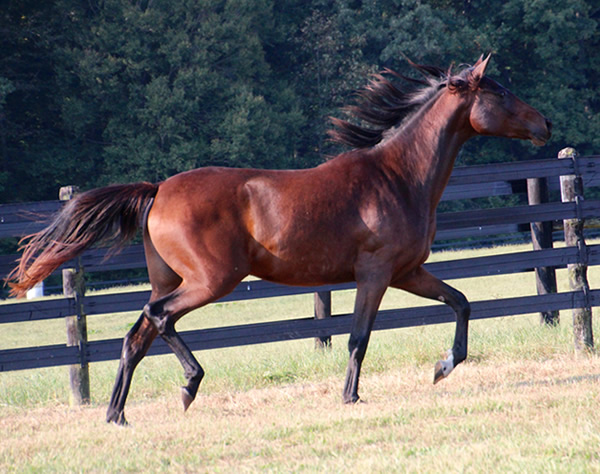 Thoroughbred x Royal Athene