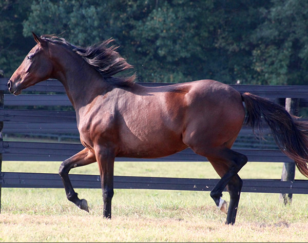 Thoroughbred x Royal Athene