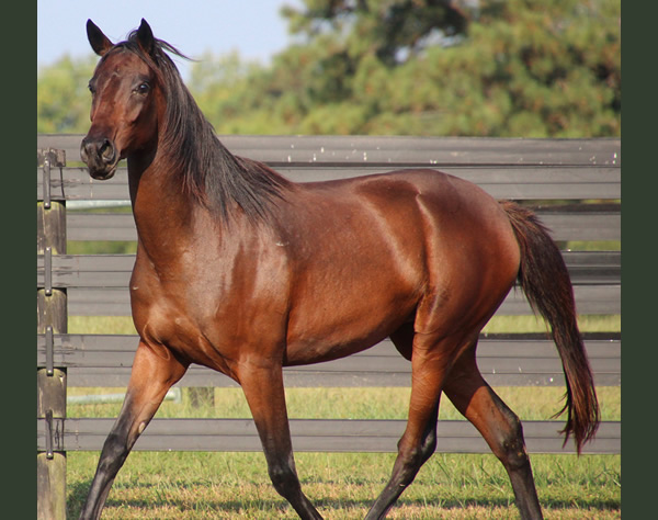 Thoroughbred x Royal Athene