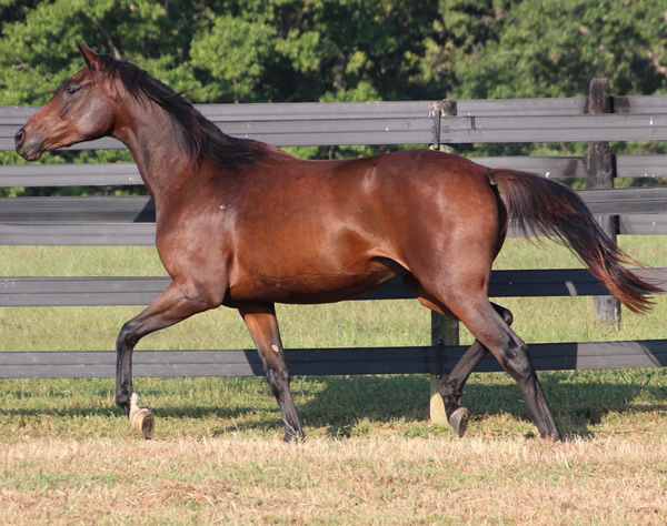 Thoroughbred x Royal Athene