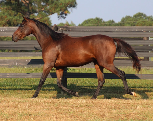 Thoroughbred x Royal Athene