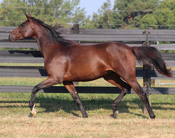 Thoroughbred x Royal Athene