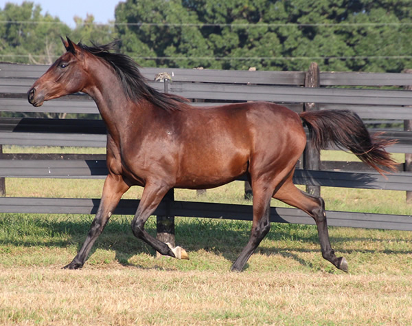 Thoroughbred x Royal Athene