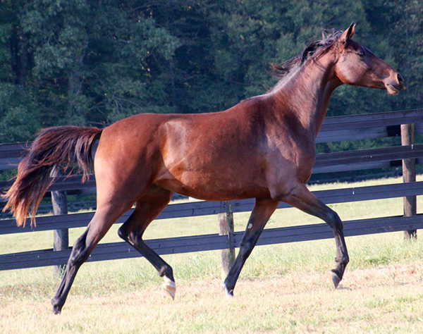 Thoroughbred x Royal Athene