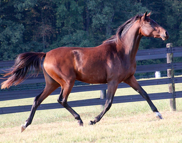 Thoroughbred x Royal Athene