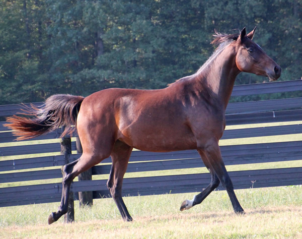 Thoroughbred x Royal Athene