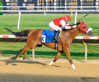 Purebred Arabian Filly owned by Ann Fostock
