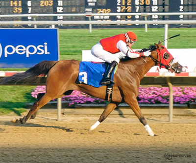 Purebred Arabian Filly owned by Ann Fostock