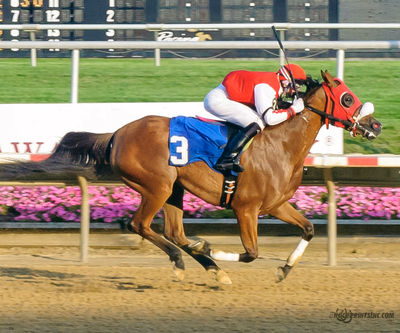 Purebred Arabian Filly owned by Ann Fostock