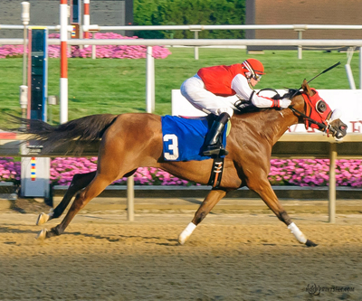 Purebred Arabian Filly owned by Ann Fostock