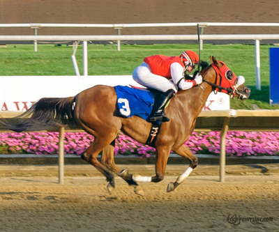 Purebred Arabian Filly owned by Ann Fostock