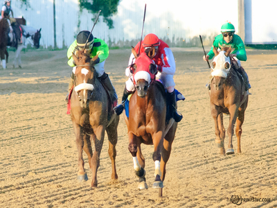 Purebred Arabian Filly owned by Ann Fostock