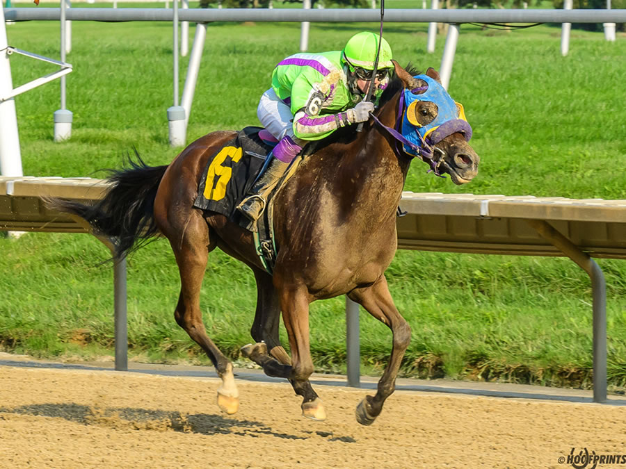 Royally Bred -Thoroughbred x Royal Atheena, bred by Cre Run