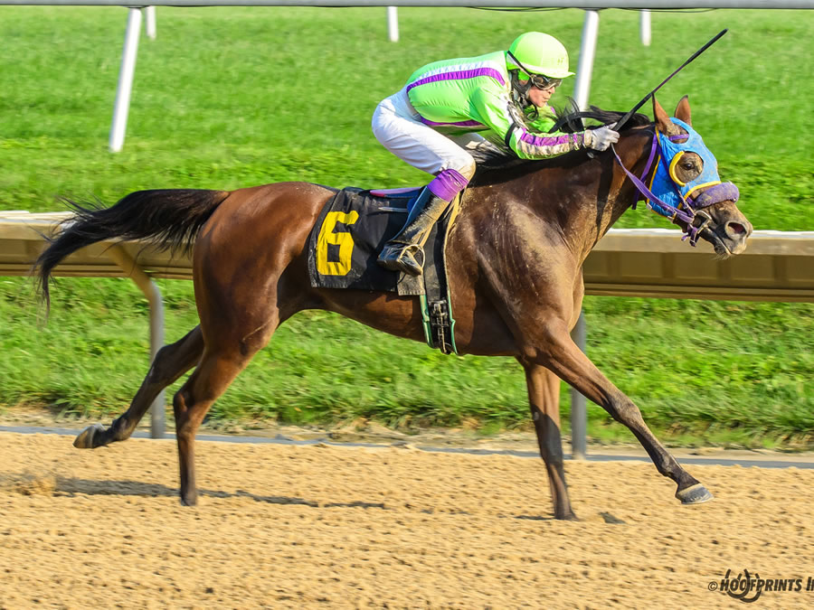 Royally Bred -Thoroughbred x Royal Atheena, bred by Cre Run