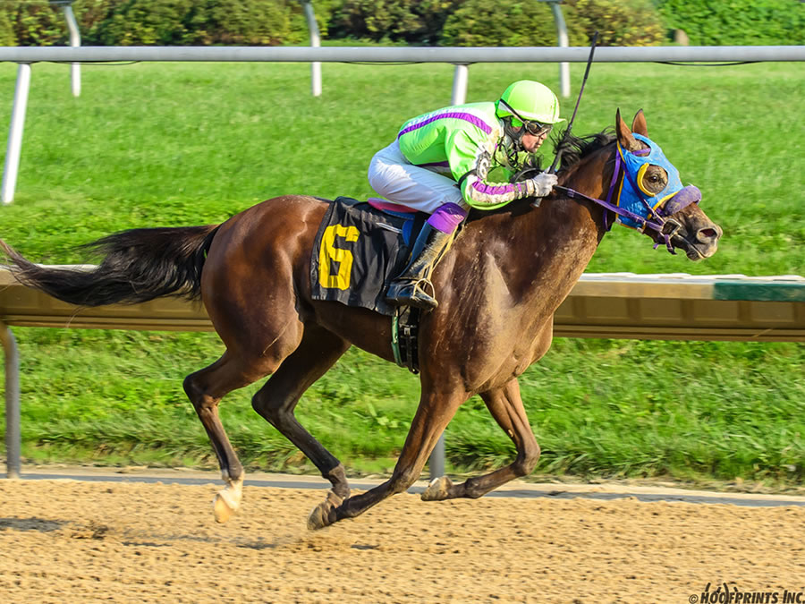 Royally Bred -Thoroughbred x Royal Atheena, bred by Cre Run