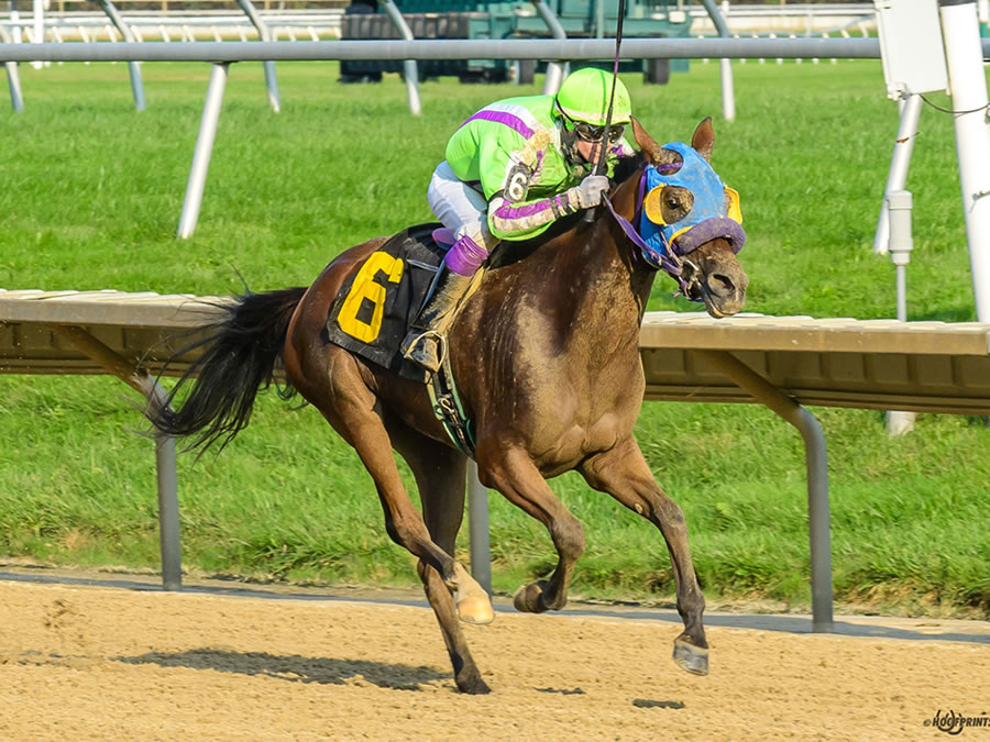 Royally Bred -Thoroughbred x Royal Atheena, bred by Cre Run