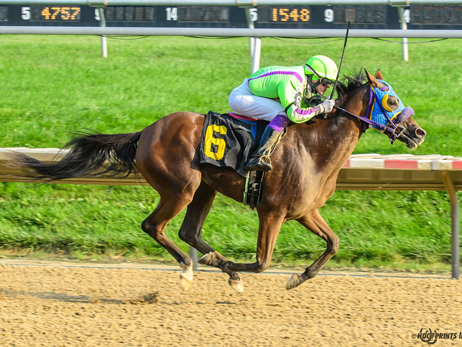 Royally Bred -Thoroughbred x Royal Atheena, bred by Cre Run