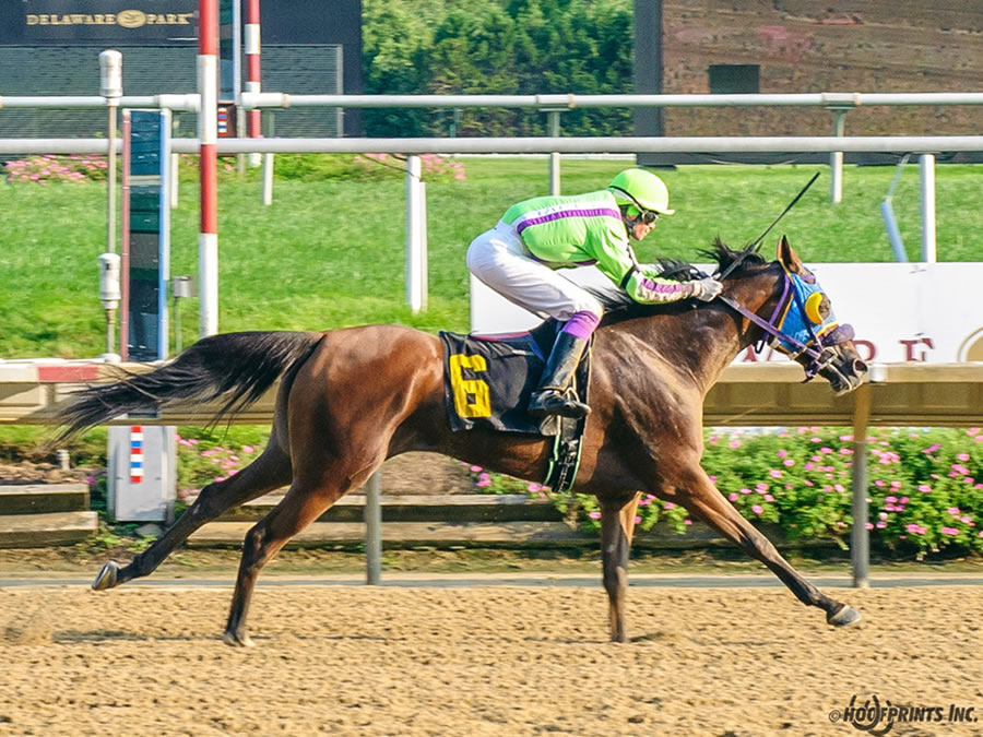 Royally Bred -Thoroughbred x Royal Atheena, bred by Cre Run