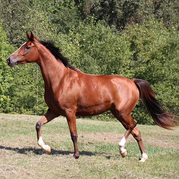 Sierra WInds, filly by DA Adios