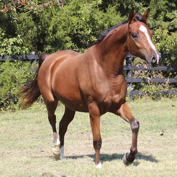 Sierra WInds, filly by DA Adios