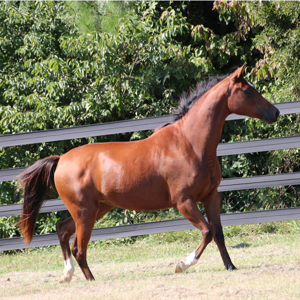 Sierra WInds, filly by DA Adios