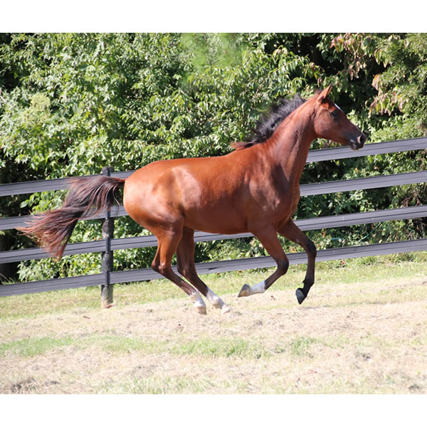 Sierra WInds, filly by DA Adios