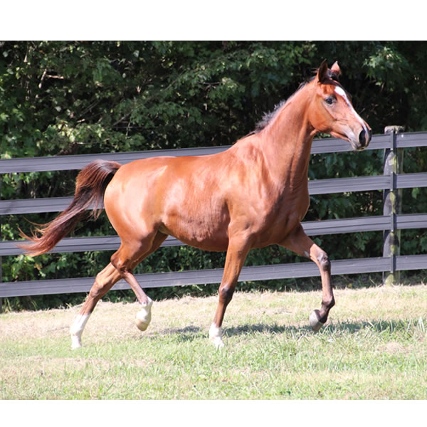 Sierra WInds, filly by DA Adios