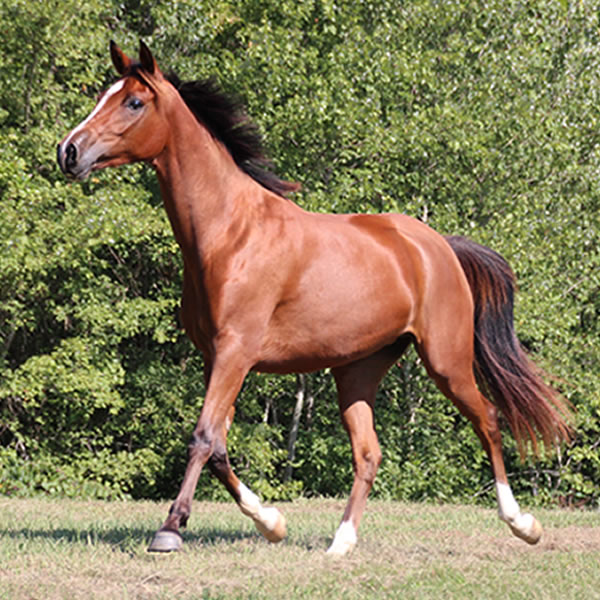 Sierra WInds, filly by DA Adios