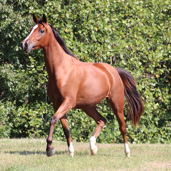 Sierra WInds, filly by DA Adios