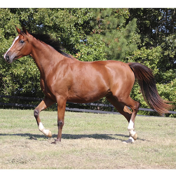 Sierra WInds, filly by DA Adios