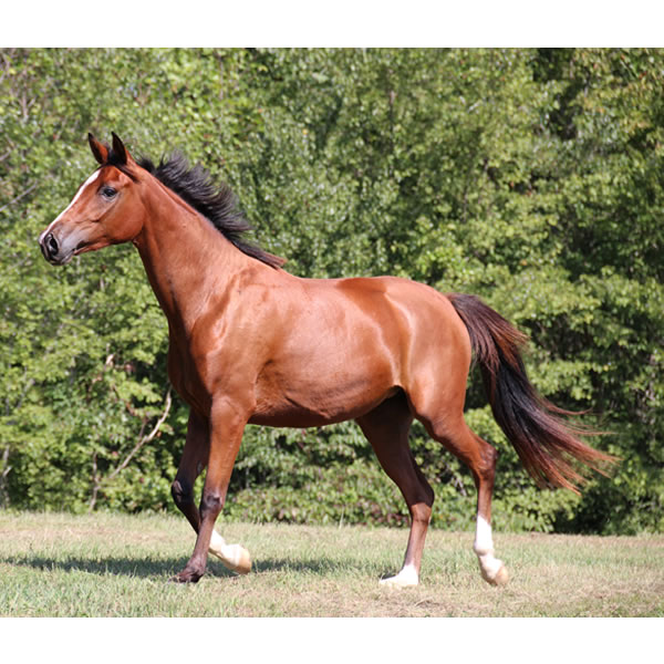 Sierra WInds, filly by DA Adios