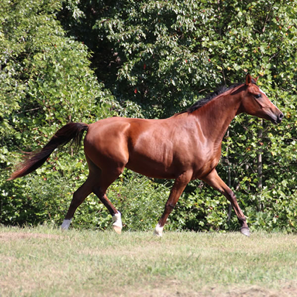 Sierra WInds, filly by DA Adios