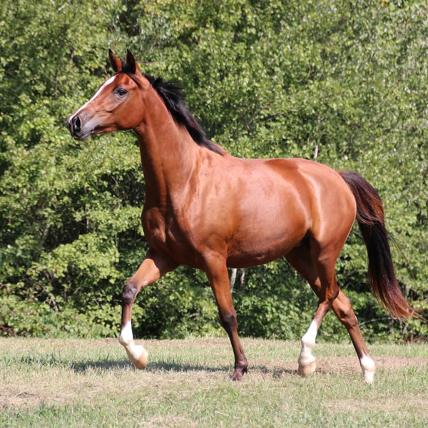 Sierra WInds, filly by DA Adios