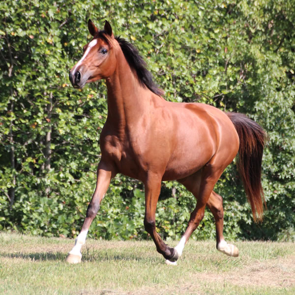 Sierra WInds, filly by DA Adios