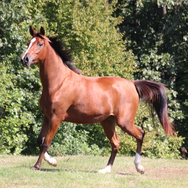 Sierra WInds, filly by DA Adios