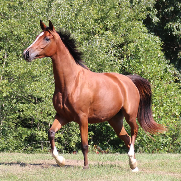 Sierra WInds, filly by DA Adios