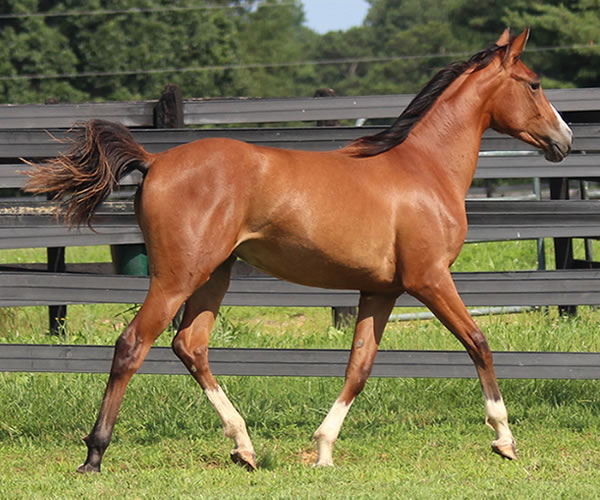 Treasure Thess, bred by CreRun, filly by Dahess x Treasure Trovee