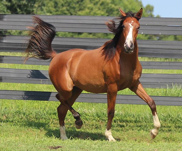 Treasure Thess, bred by CreRun, filly by Dahess x Treasure Trovee